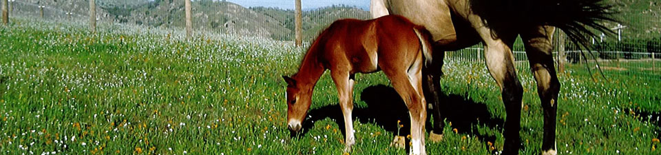 foal-in-pasture.jpg