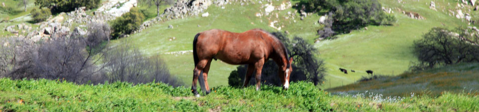horse-in-pasture.jpg