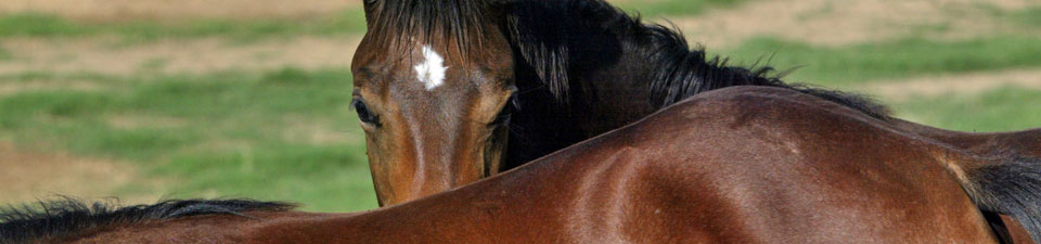 horses-close-up.jpg