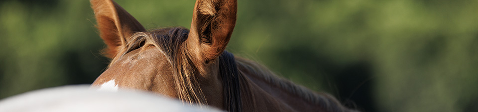horse-head.jpg