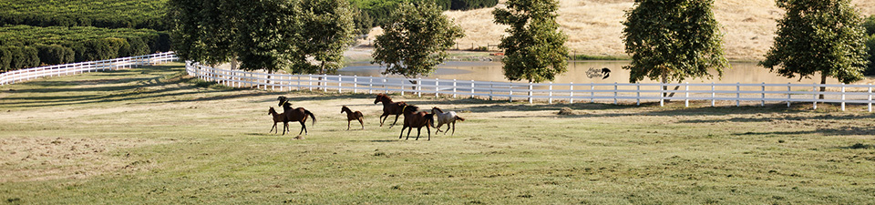 horses-pasture.jpg