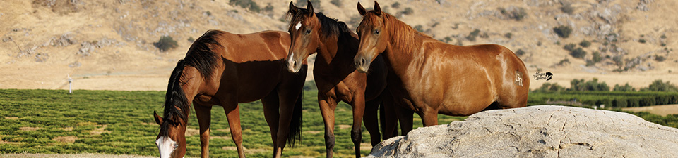 yearlings-pasture.jpg
