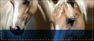 Broodmares
