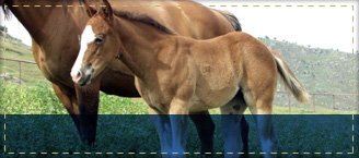 Foals