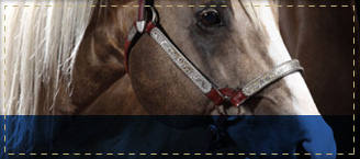 Stallions